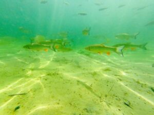 arnobrzeskie pod wodą - akwarium