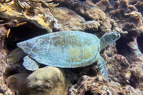 Bonaire - pod wodą